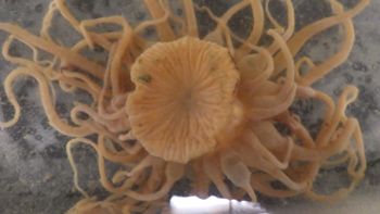 Media type: image;   Invertebrate Zoology 153117 Description: live specimen;